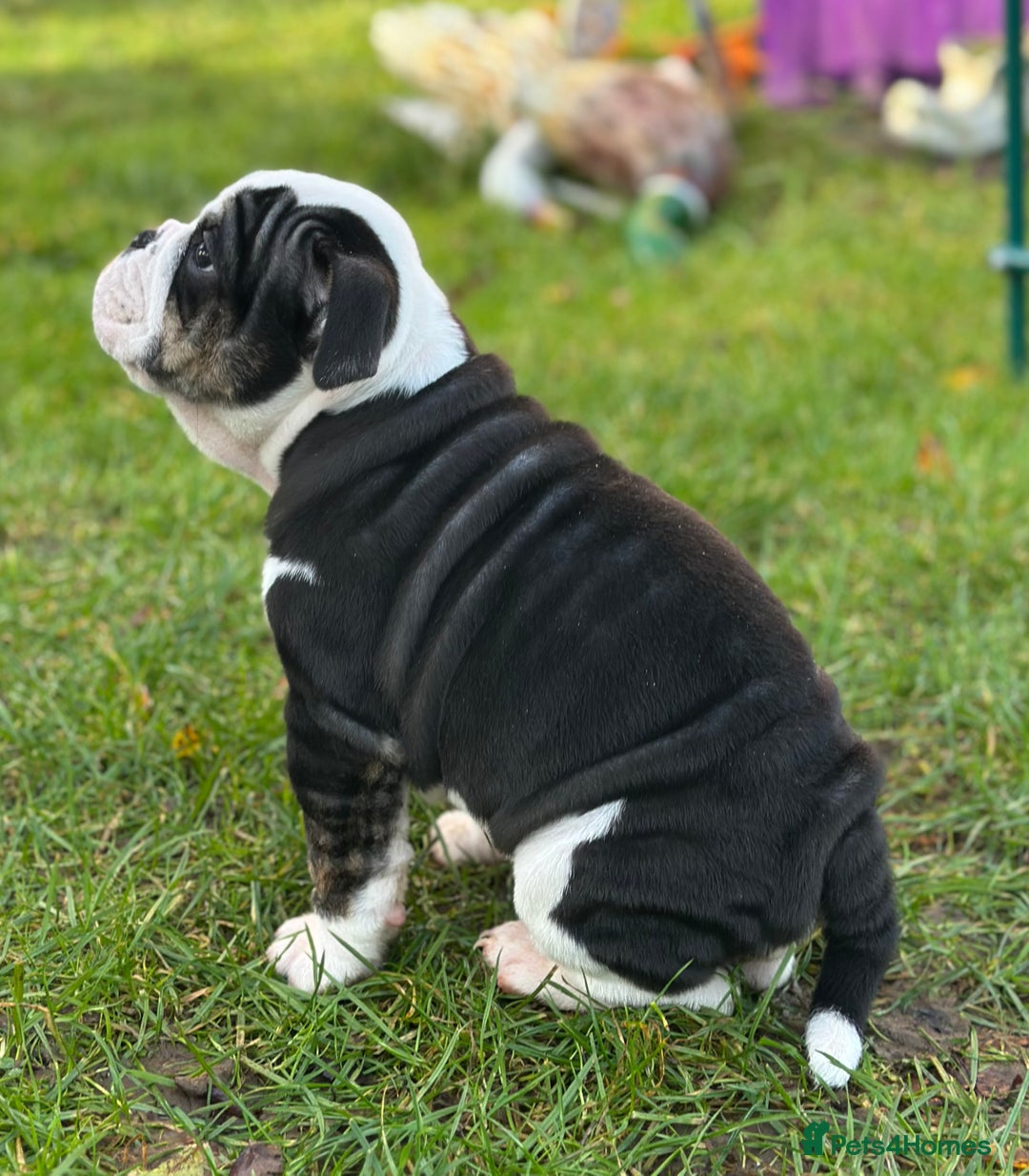 English Bulldog dogs for sale: 🌟Ready Now!🌟 - Advert 4