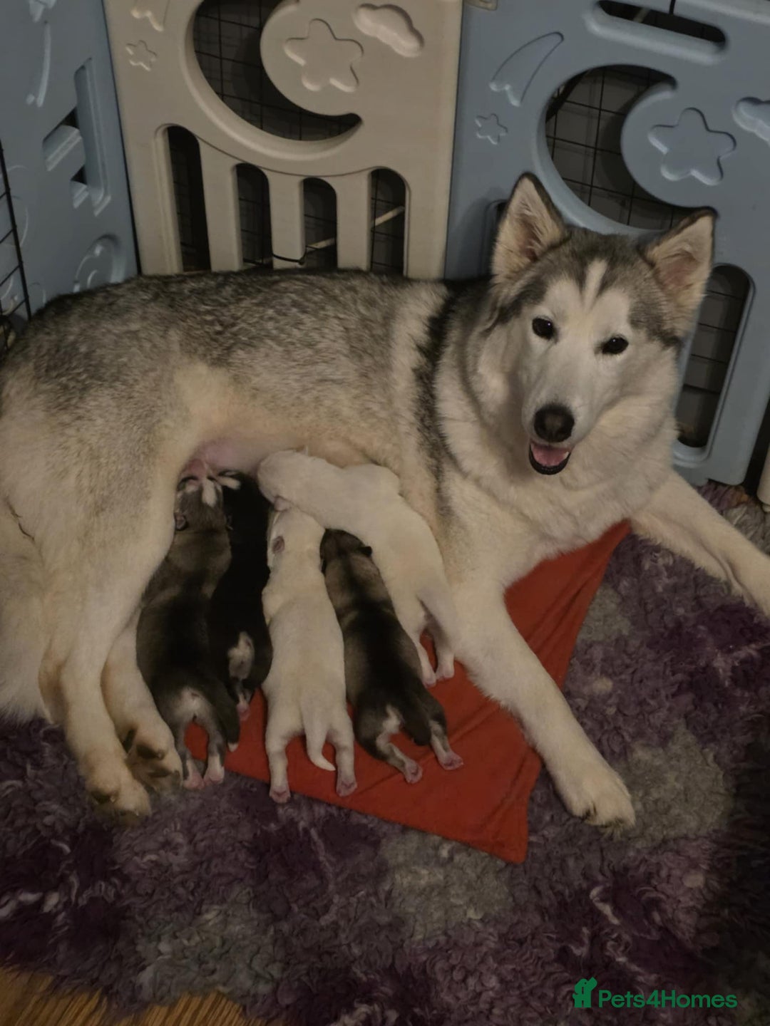 Siberian Husky dogs for sale: 5 beautiful siberian husky fur babies - Advert 1