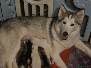 Siberian Husky dogs 5 beautiful siberian husky fur babies - Advert 1