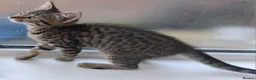 British Shorthair cats for sale: 4 Little Spotty Tigers  - Advert 9
