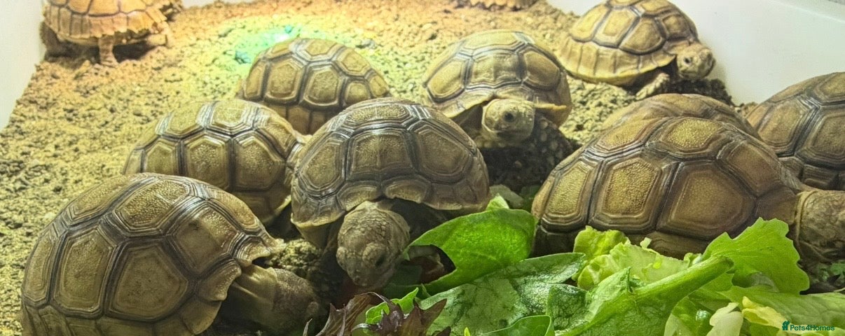 Tortoise reptiles Baby sulcarta Tortioes  - Advert 2