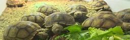 Tortoise reptiles for sale: Baby sulcarta Tortioes  - Advert 1