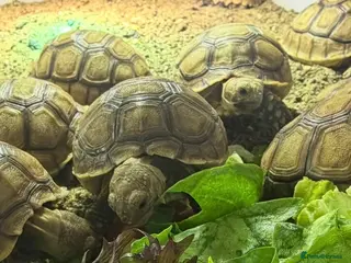 Tortoise reptiles Baby sulcarta Tortioes - Advert 1