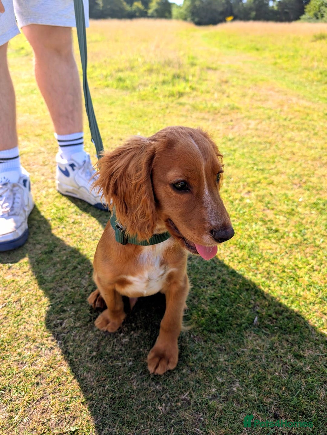 Cocker Spaniel dogs for sale: Beautiful KC Cocker Spaniel Needing Forever Home - Image 1