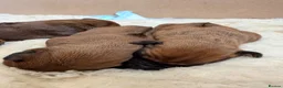 Rhodesian Ridgeback dogs for sale: Outstanding Rhodesian Ridgeback puppies in Darwen - Advert 4
