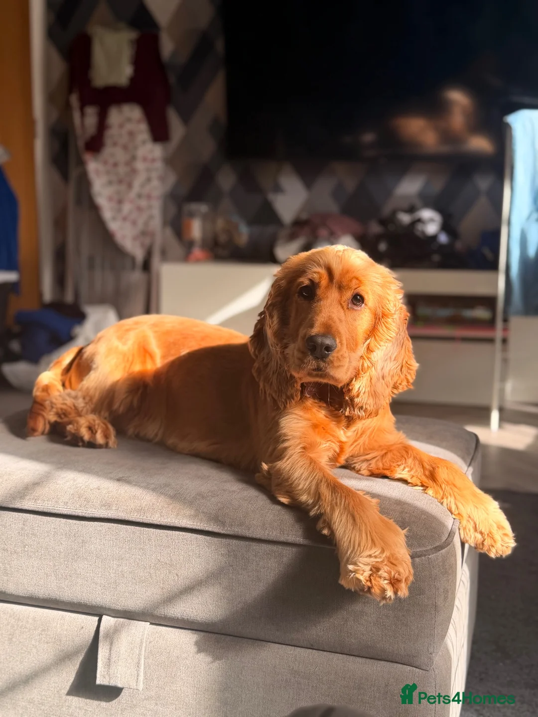 Cocker Spaniel dogs for sale: 16 month old show cocker spaniel  - Advert 2