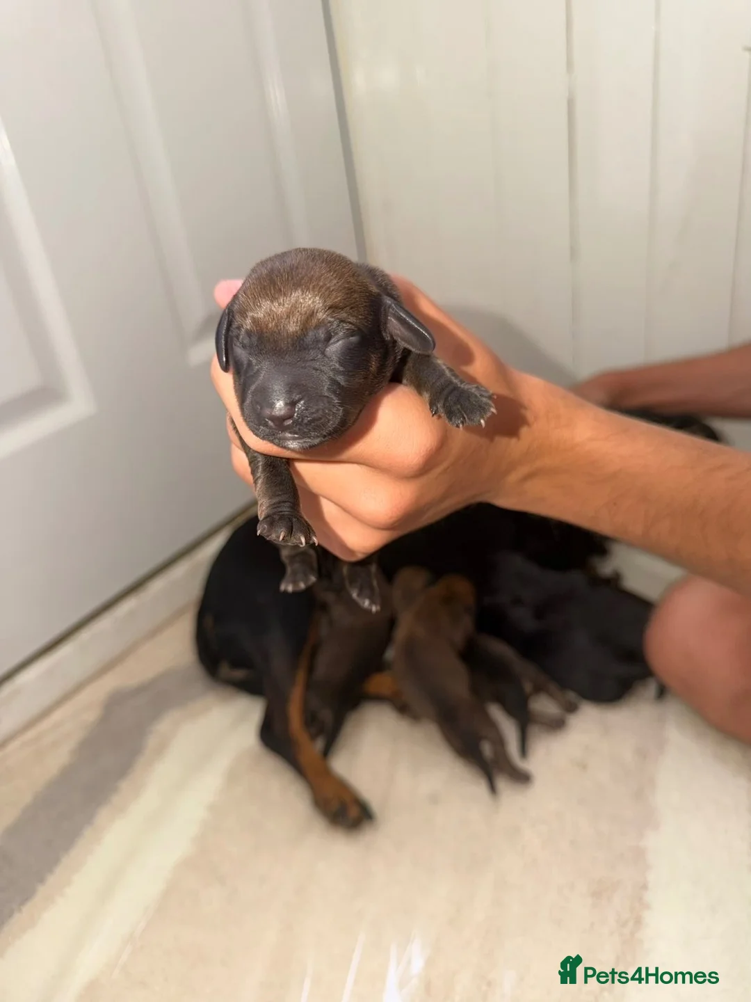 Mixed Breed dogs for sale: Dachshund x terrier for sale  - Advert 7