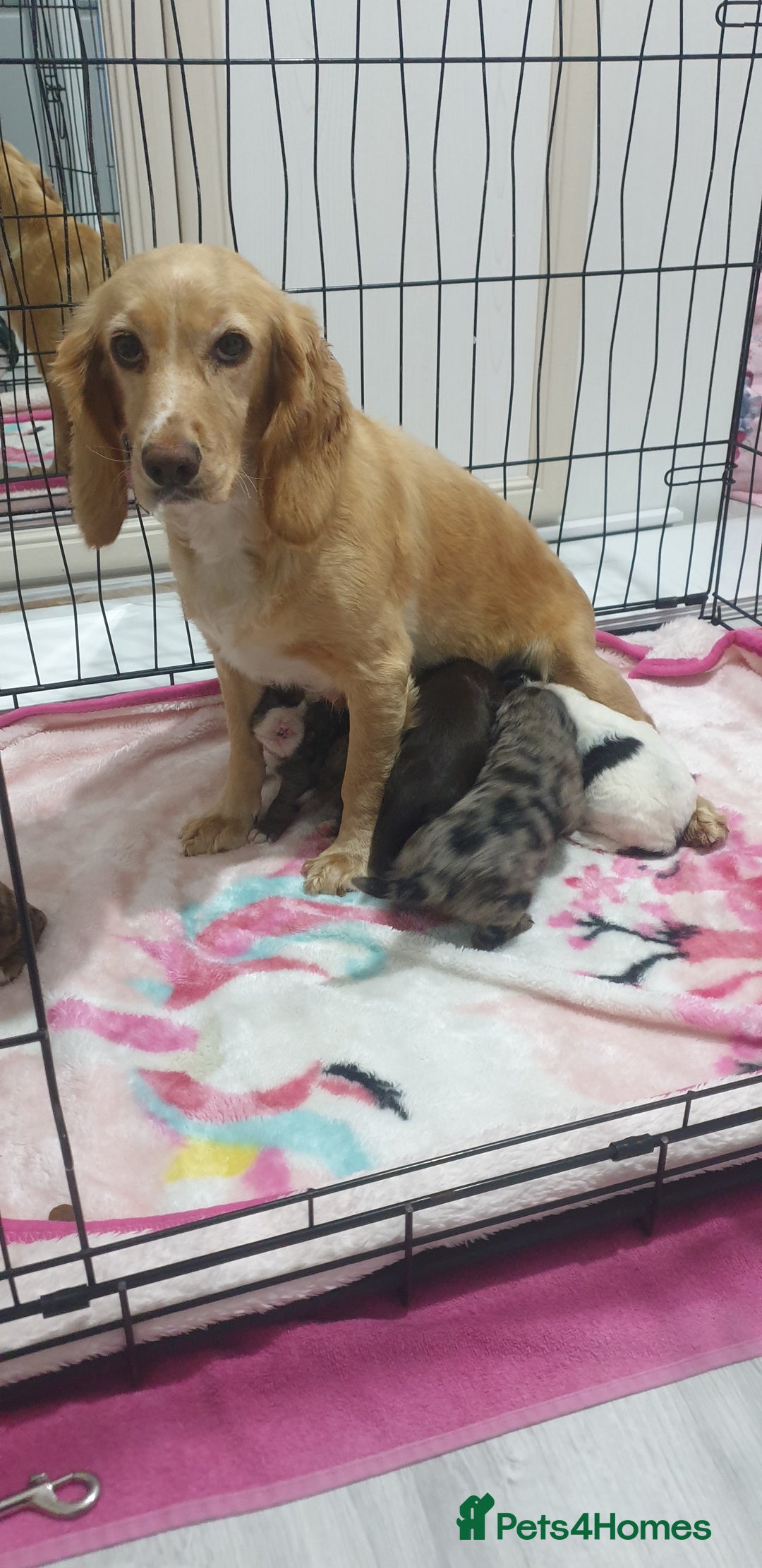 Cocker Spaniel dogs for sale: Cocker spaniel puppies  - Image 1