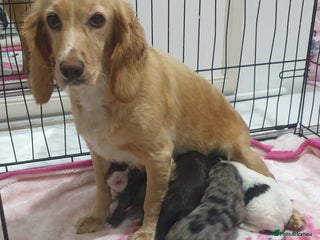 Cocker Spaniel dogs - Advert 11