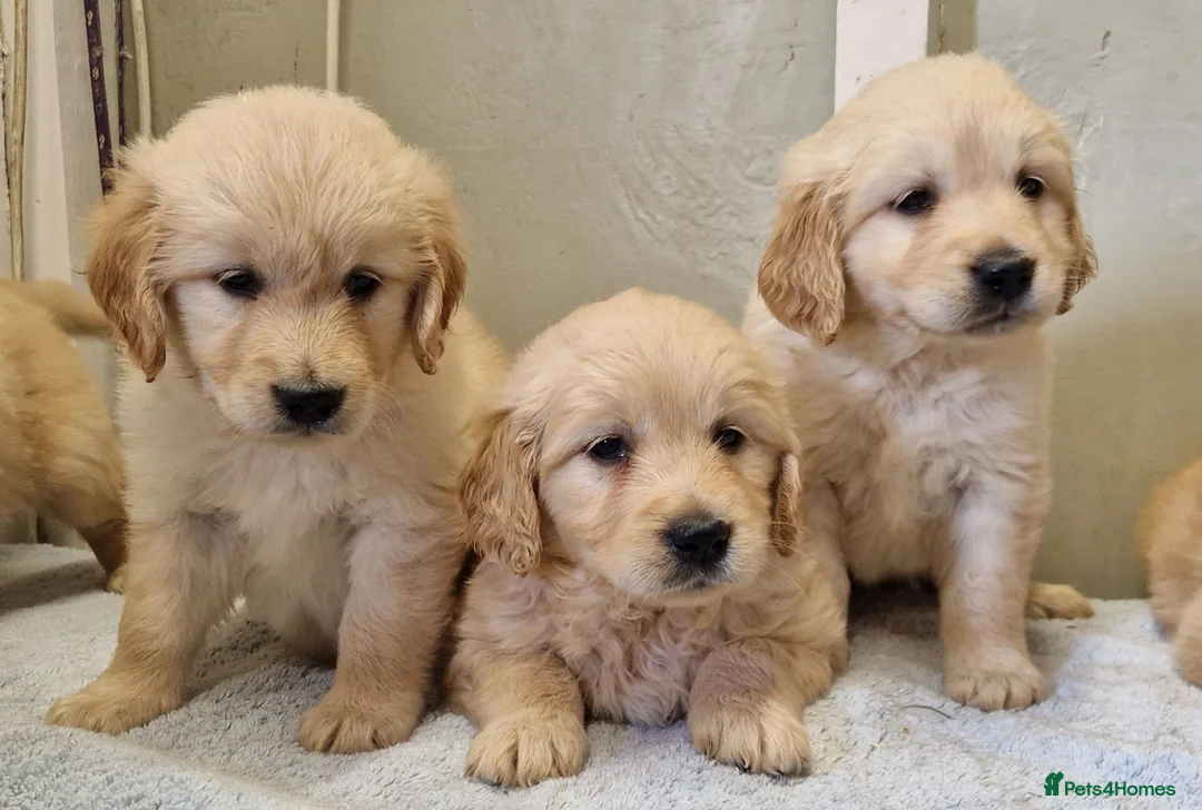 Golden Retriever dogs for sale: Stunning golden Girls - Advert 1