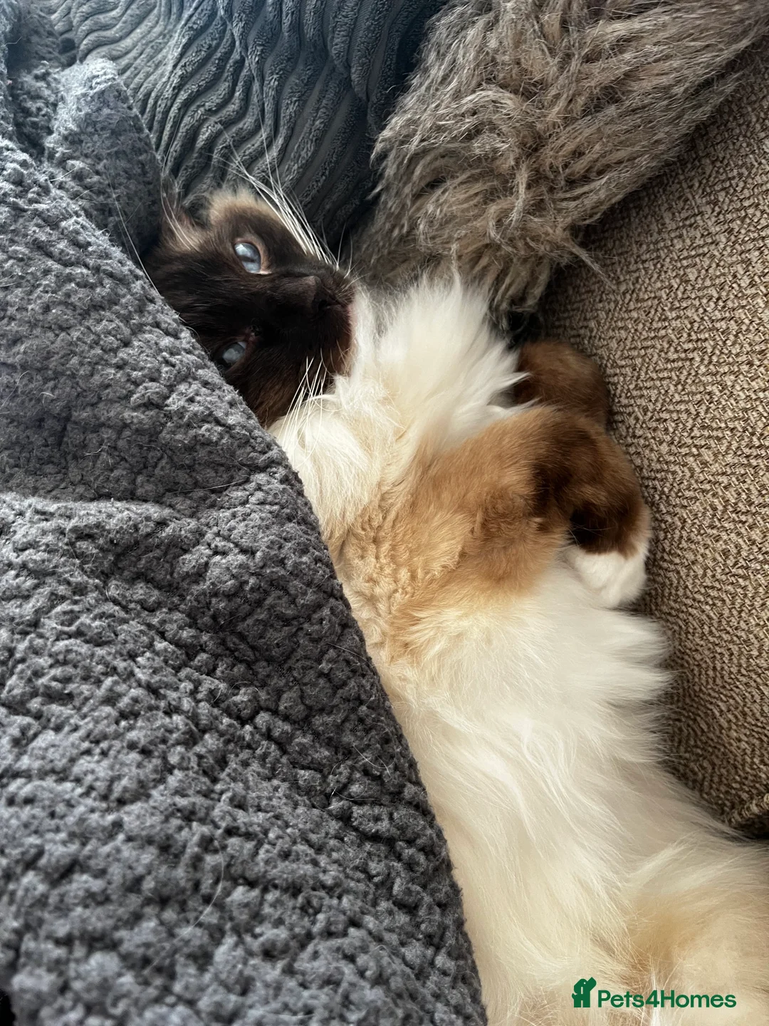 Ragdoll cats for sale: Male neutered ragdoll - Advert 4