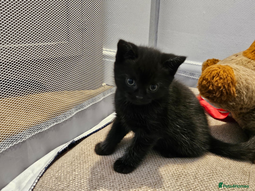 British Shorthair cats for sale: 4 lovely kittens - Image 9
