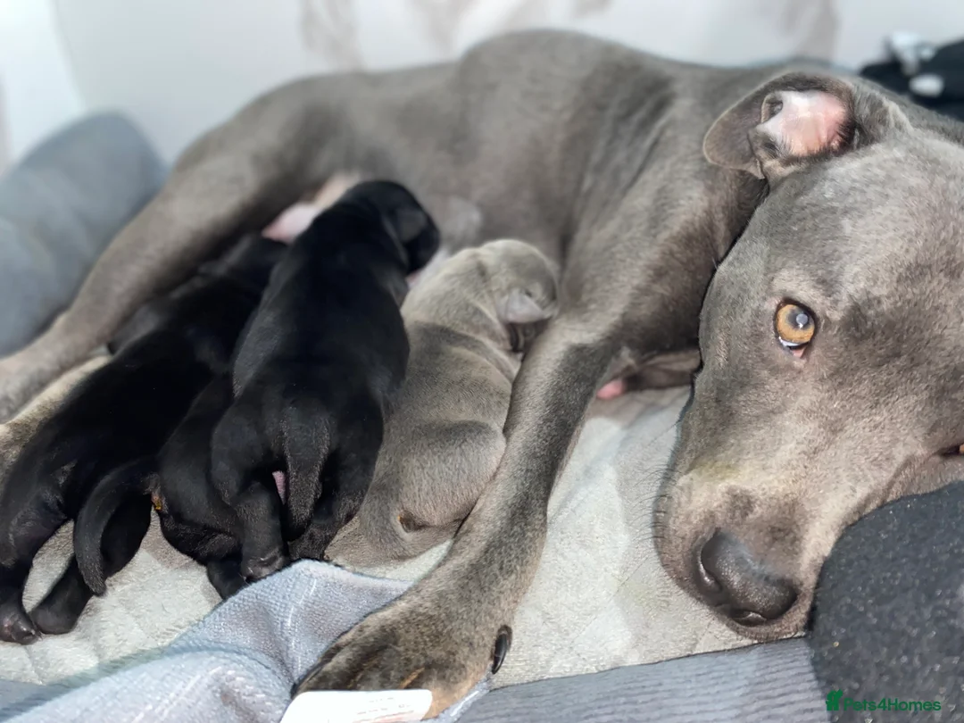 Staffordshire Bull Terrier dogs for sale: Last boy !!! Price dropped !!! Kassius pup  - Advert 4