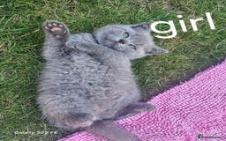 British Shorthair cats for sale: 5 British Shorthair kittens for sale - Image 18
