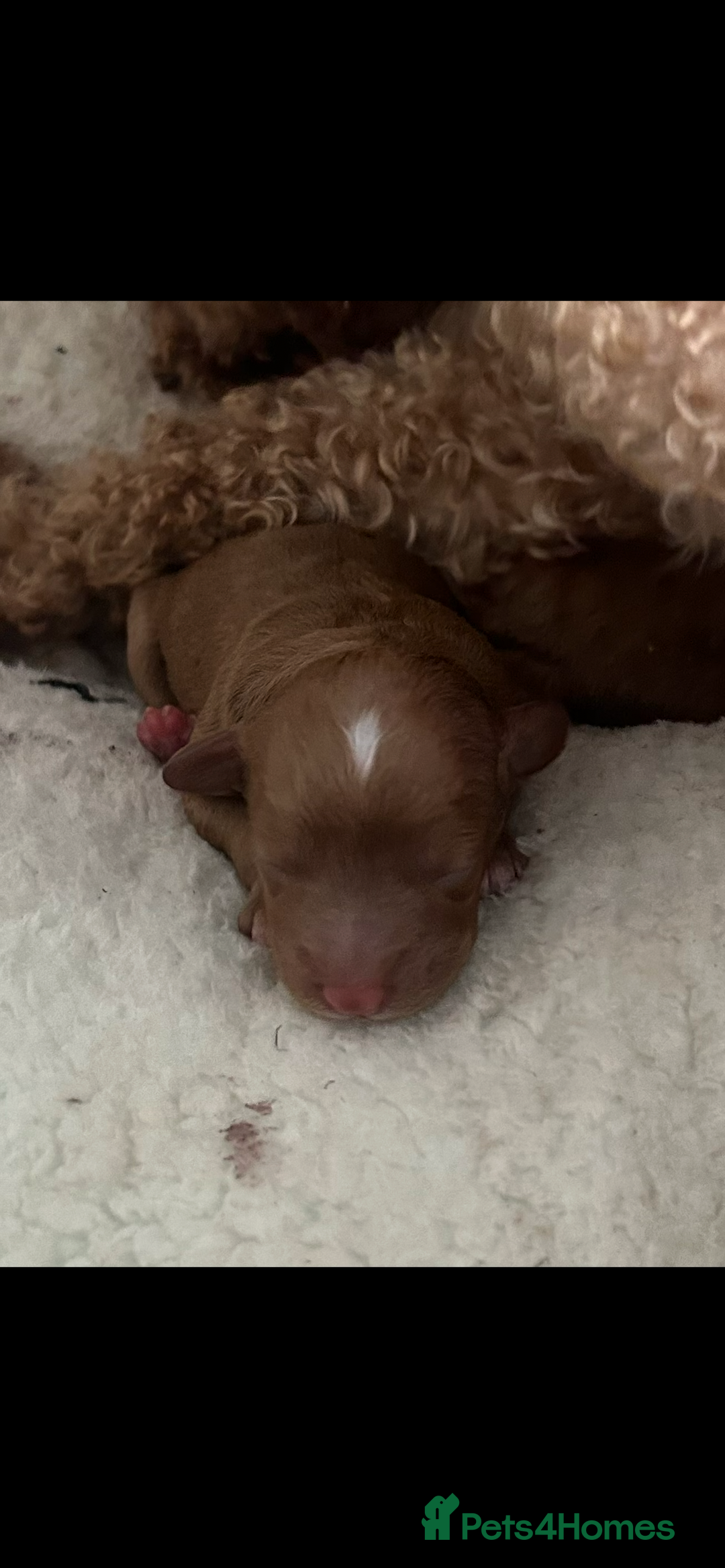 Poochon dogs for sale: Gorgeous litter of F1BB Poochons  - Image 6