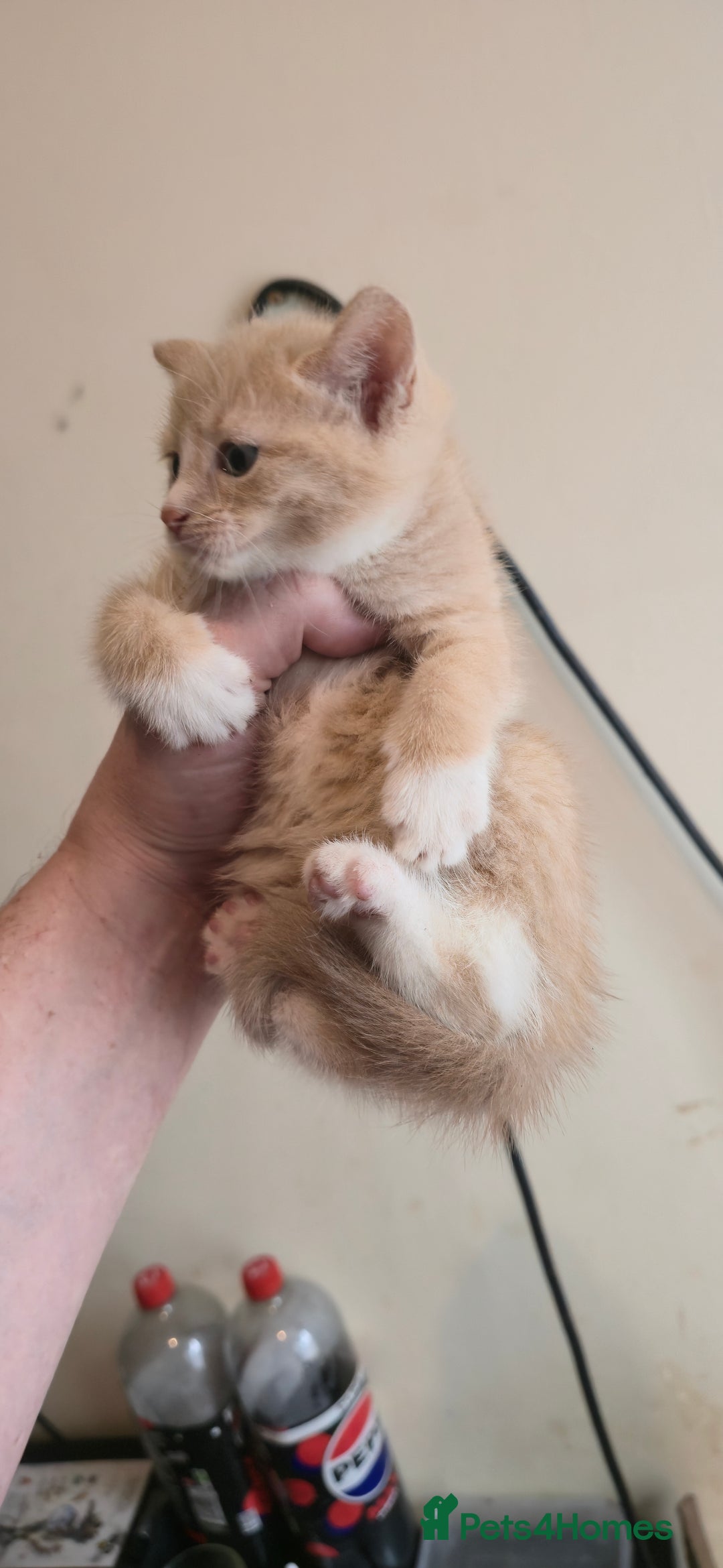Mixed Breed cats for sale: 8 beautiful kittens ready for 1/09/2025 - Image 8