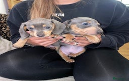 Miniature Dachshund dogs for sale: ❤️5 Mini Dachshunds ready for their new homes❤️ - Image 10