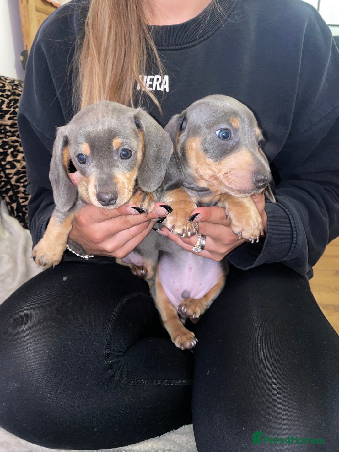 Miniature Dachshund dogs for sale: ❤️5 Mini Dachshunds ready for their new homes❤️ - Image 10