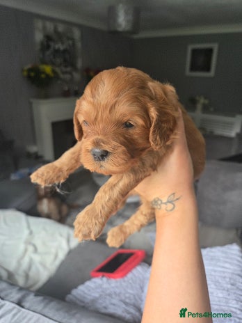 Cavapoo dogs - Advert 2