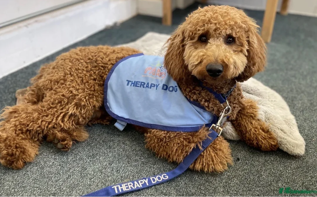 Double Doodle dogs for sale: Two Beautiful Double Doodle Puppies – Boy & Girl - Advert 2