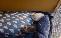 Ferret rodents for sale: 2 ferrets, 1 male albino and 1 female micro - Image 7