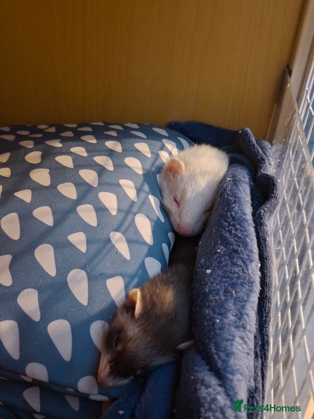 Ferret rodents for sale: 2 ferrets, 1 male albino and 1 female micro - Image 7