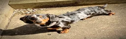 Dachshund dogs for sale: Loving 9 month old dappled dachshund boy for sale  - Advert 4
