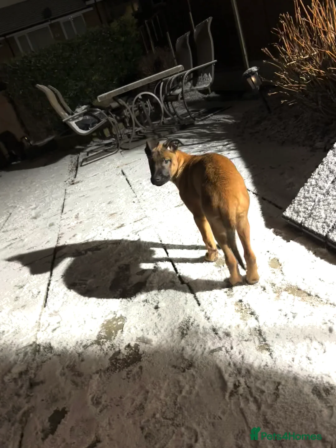 Belgian Shepherd Dog dogs for sale: Belgian Mallinois puppy  - Advert 8