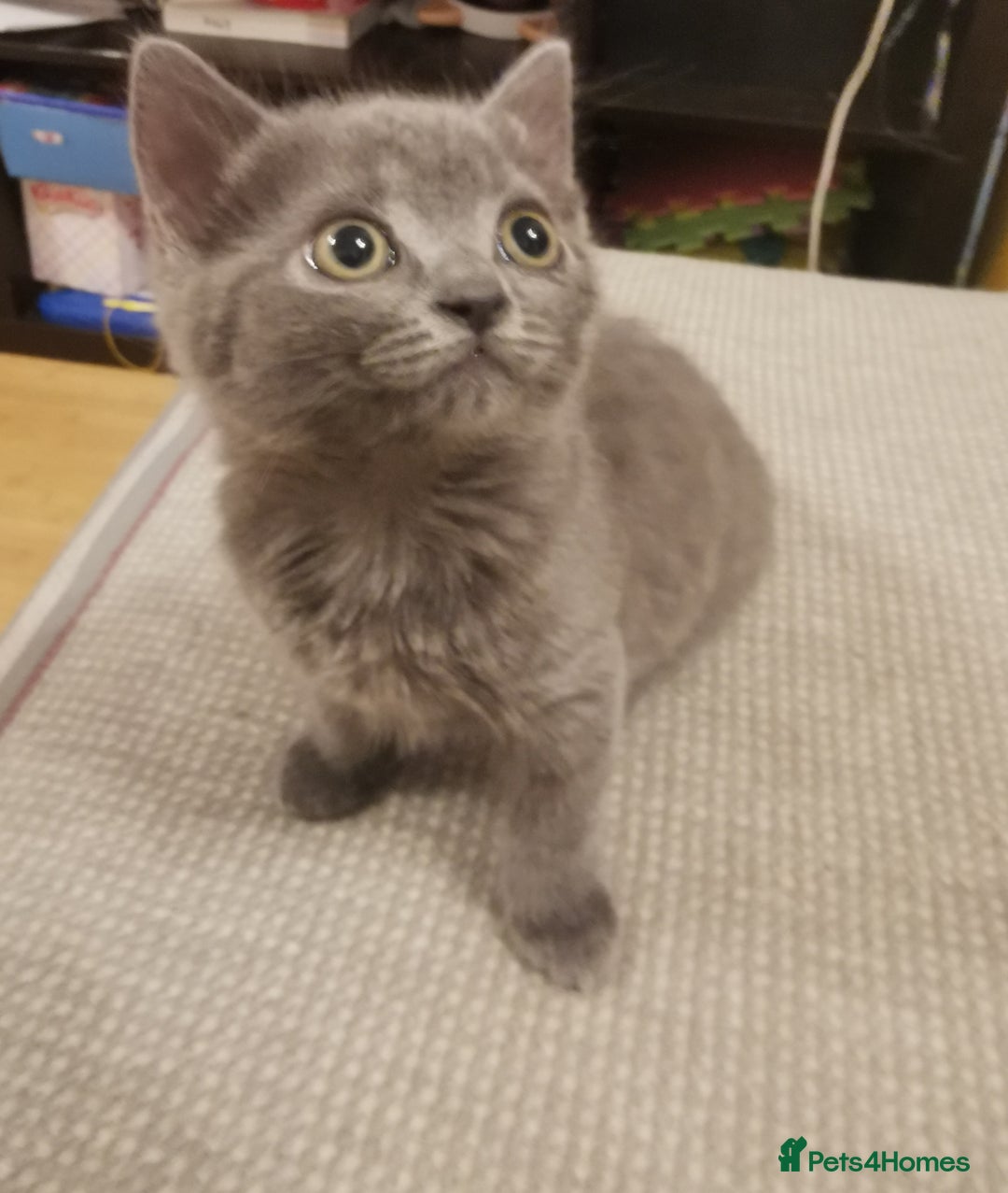 British Shorthair cats for sale: Lovely blue British shorthair kittens  - Advert 3