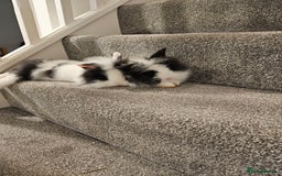 Lionhead rabbits for sale: Mini Lionhead rabbits for sale (male and female) - Image 1