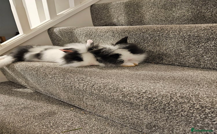 Lionhead rabbits - Advert 3