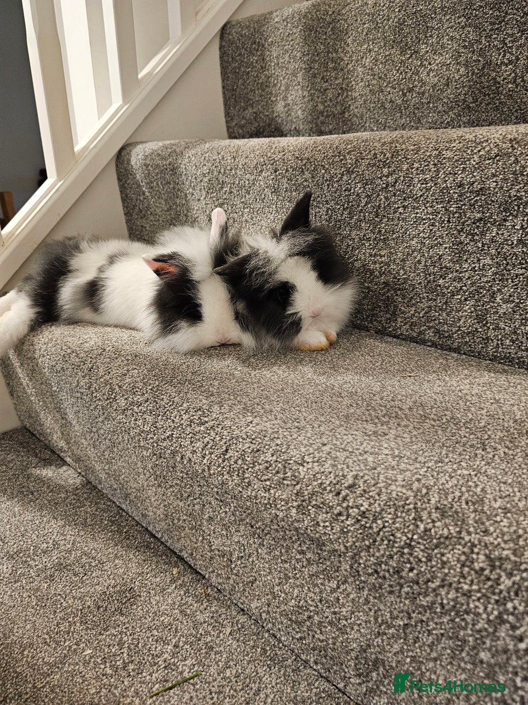 Lionhead rabbits for sale: Mini Lionhead rabbits for sale (male and female) - Image 1