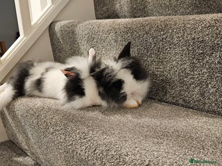 Lionhead rabbits - Advert 1