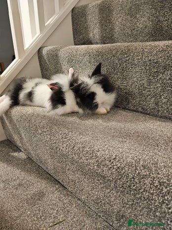 Lionhead rabbits - Advert 2