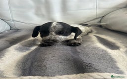 Jack Russell dogs for sale: Jack Russel puppies  - Image 4