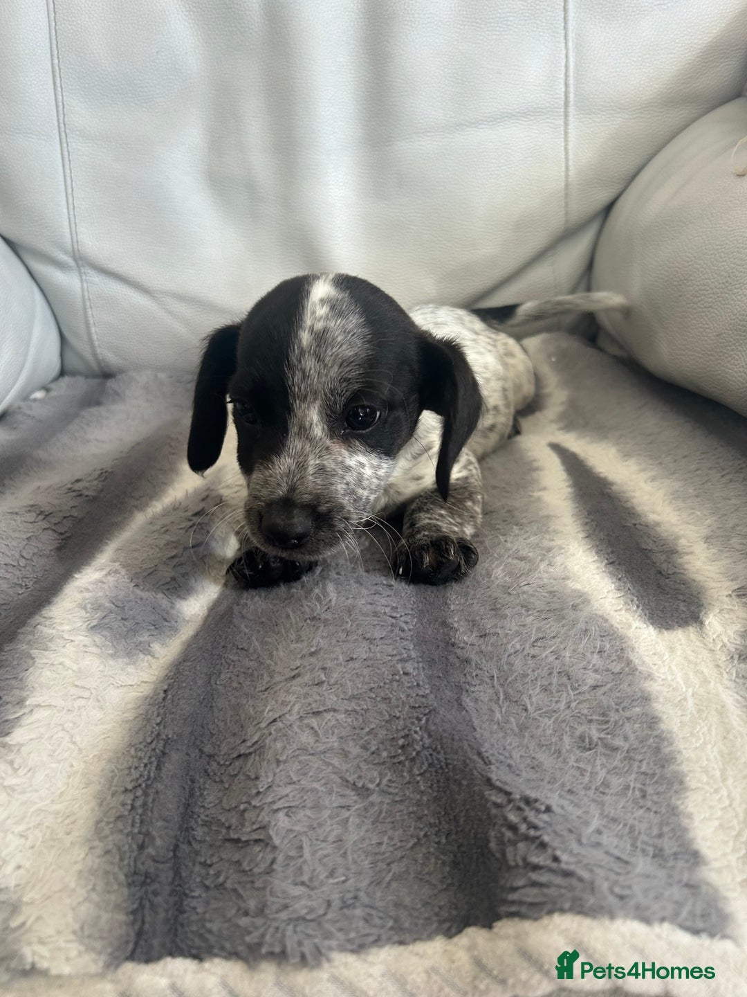Jack Russell dogs for sale: Jack Russel puppies  - Image 4