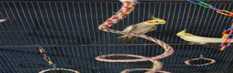 Cockatiels birds for sale: Cockertiels for rehoming in Bedale - Advert 3