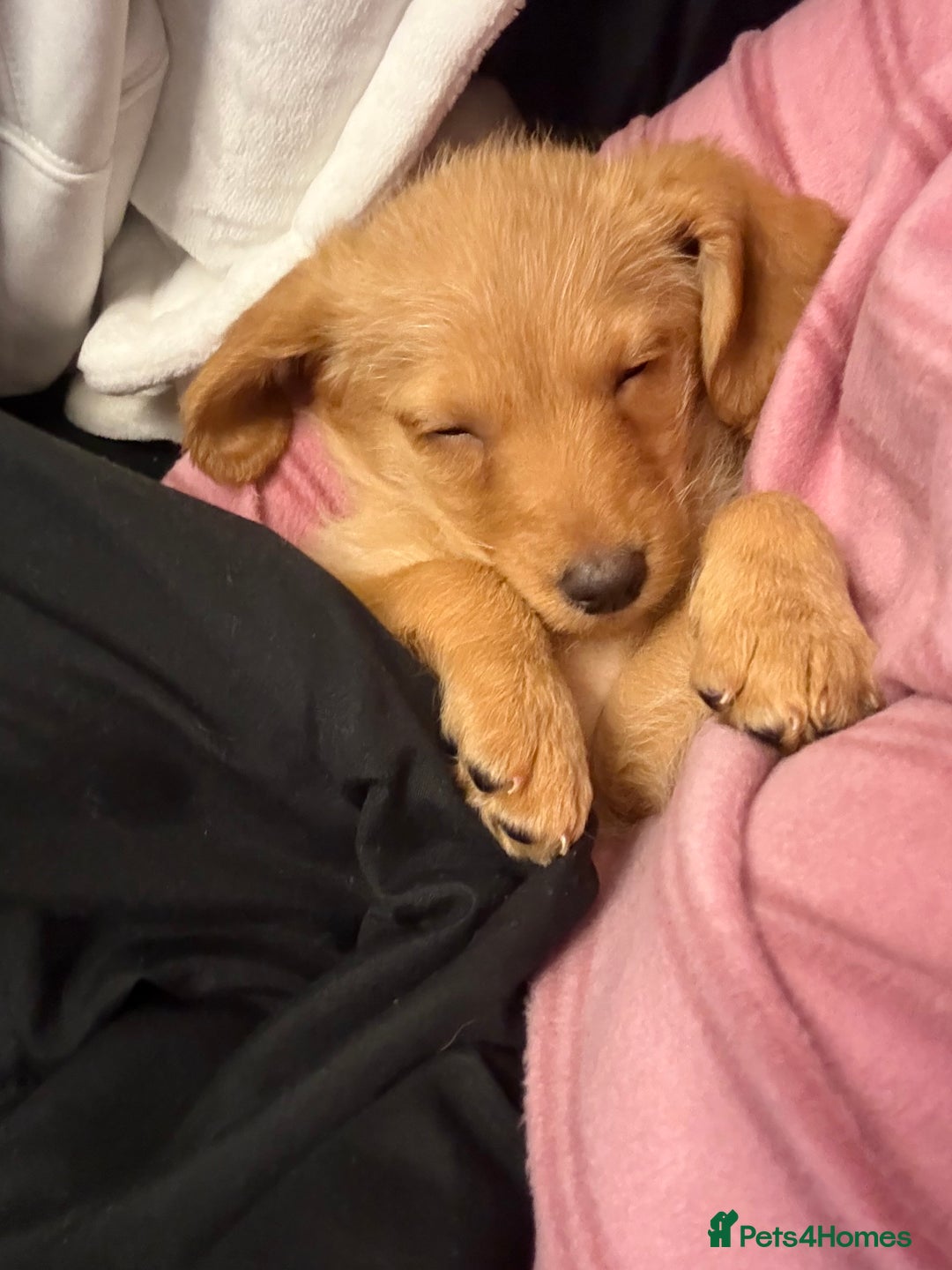 Labradoodle dogs for sale: Gorgeous Labradoodle pup  - Advert 6