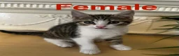 Domestic Shorthair cats for sale: Playful tabbies, ready to leave  - Advert 10