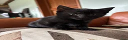 Mixed Breed cats for sale: 7 black and white kittens looking for forever home - Advert 11