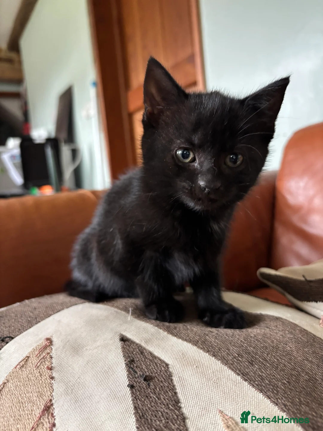 Mixed Breed cats for sale: 7 black and white kittens looking for forever home - Advert 11
