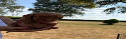 Cockapoo dogs for sale: F1 Merle cockapoo - Advert 5