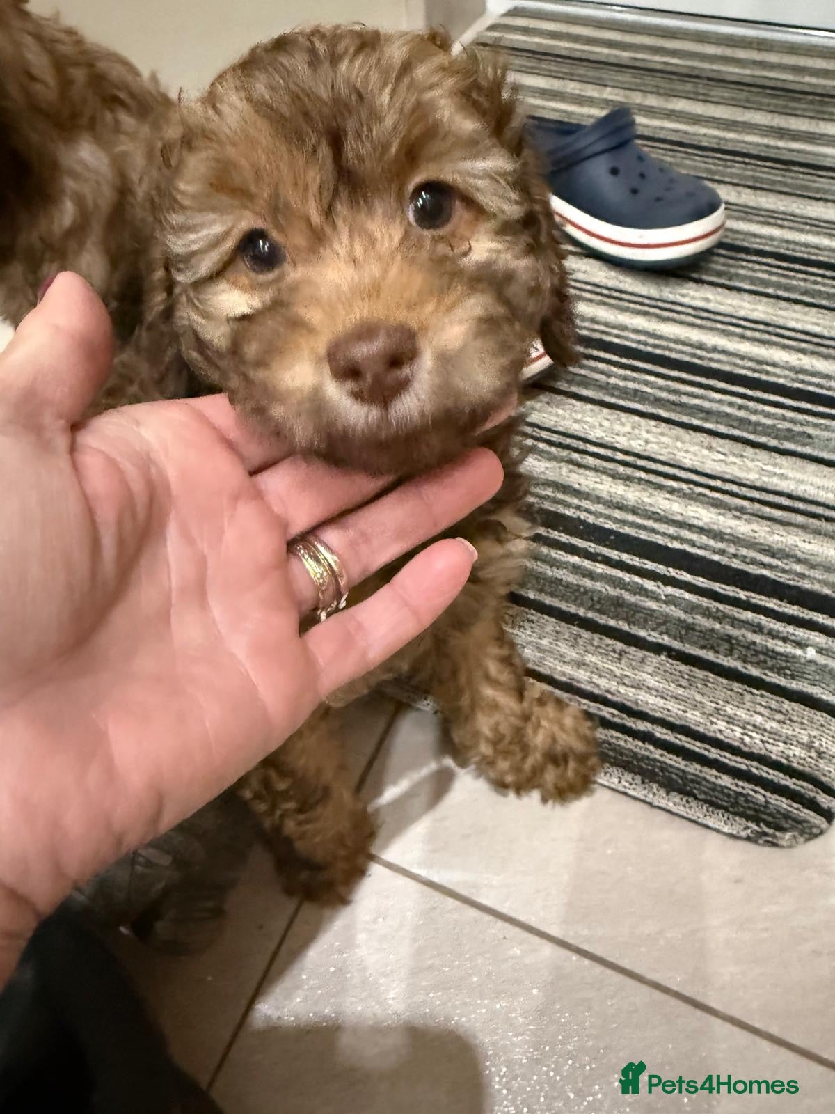 Cockapoo dogs Gorgeous F1B Cockapoo Puppies – Doncaster  - Advert 8