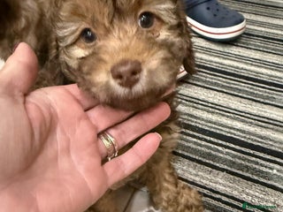 Cockapoo dogs Gorgeous F1B Cockapoo Puppies – Doncaster - Advert 8