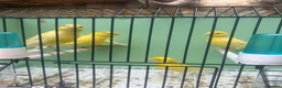 Canaries birds for sale: Canerys for sale  - Advert 2