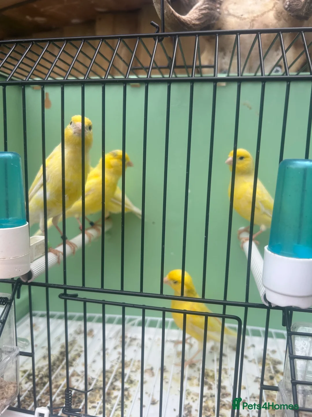 Canaries birds for sale: Canerys for sale  - Advert 2