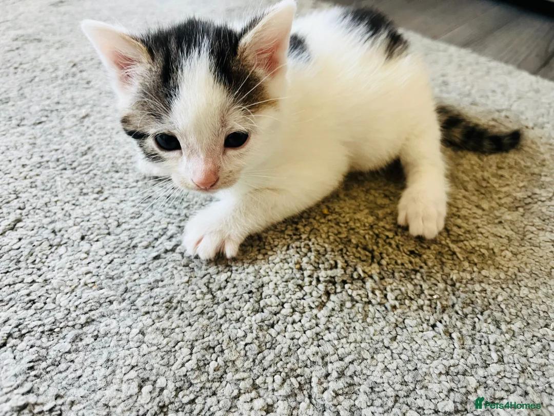 Mixed Breed cats for sale: Gorgeous White and Tabby Male Kitten  - Advert 2
