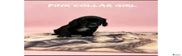 Cocker Spaniel dogs for sale: Working cocker spaniel puppies  - Advert 25