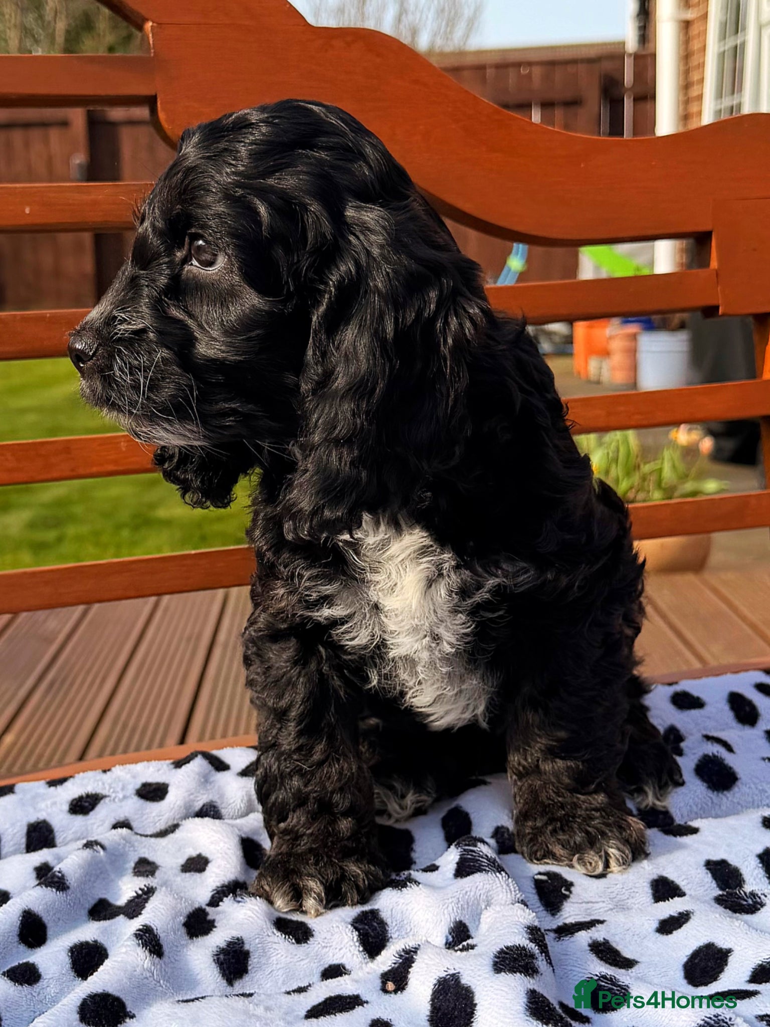 Cockapoo dogs F1 Cockapoo Puppies - Advert 6