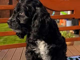 Cockapoo dogs F1 Cockapoo Puppies - Advert 6